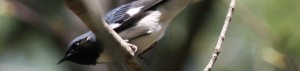 Black-throated Blue Warber, Augusta Nature Education Center