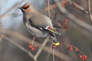 Bohemian Waxwing, Waterville, photo by Margaret Viens