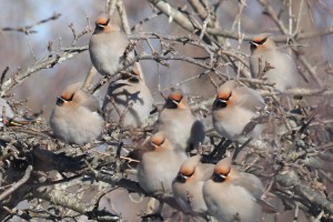 Bohemian Waxwings, Waterville, photo by Margaret Viens