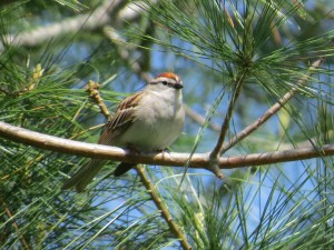 Chipping Sparrow, Viles Arboretum, photo by Glenn Hodgkins