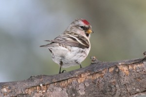 Common Redpoll, Waterville, photo by Margaret Viens