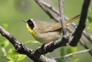 Common Yellow-throat, Bond Brook Recreational Area, photo by Margaret Viens