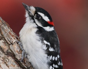 Downy Woodpecker, Waterville, photo by Margaret Viens