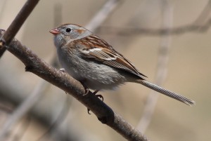 Field Sparrow, Bond Brook Recreational Area, photo by Margaret Viens