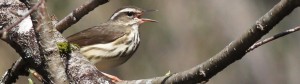 Louisiana Waterthrush, Vaughan Woods