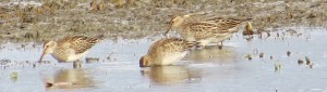 Pectoral Sandpipers, Cobbosseecontee Causeway, Fall migration