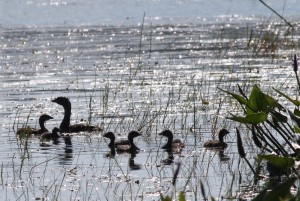 Pied-billed Grebes, Messalonskee Marsh, photo by Margaret Viens