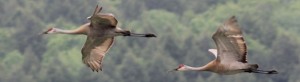 Sandhill Cranes, Messalonskee Marsh