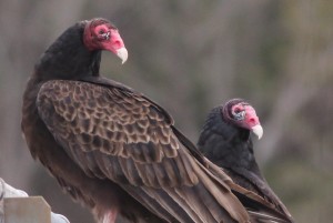 Turkey Vultures, Viles Arboretum, photo by Margaret Viens