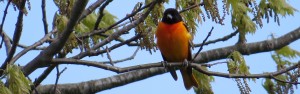 Baltimore Oriole, Viles Arboretum