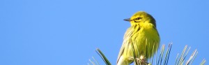 Prairie Warbler, Bond Brook Recreation Area, May 14, 2013