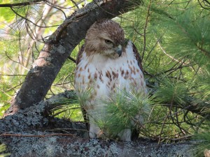 Red-tailed Hawk, Viles Arboretum, hiding from mobbing crows, photo by Glenn Hodgkins