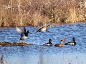 Ring-necked Ducks, Messalonskee Marsh, photo by Glenn Hodgkins