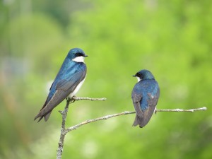 Tree Swallows, Viles Arboretum, photo by Glenn Hodgkins