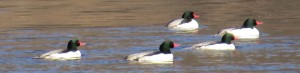 Common Mergansers, Kennebec River at Hallowell