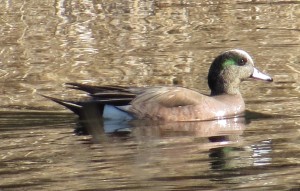 American Wigeon, Albion